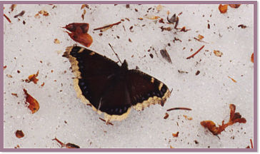 Mourning Cloak on Snow