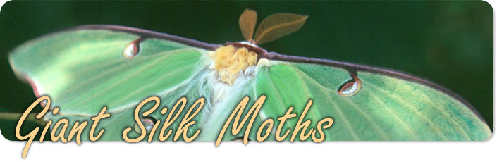 Giant Silk Moths