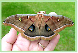Polyphemus moth