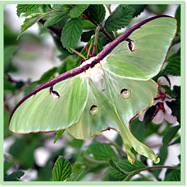 Luna moth