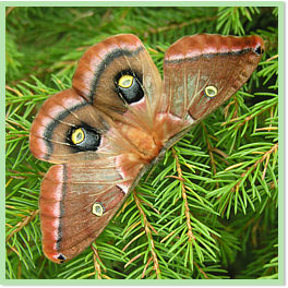 Polyphemus moth