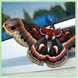 Cecropia moth