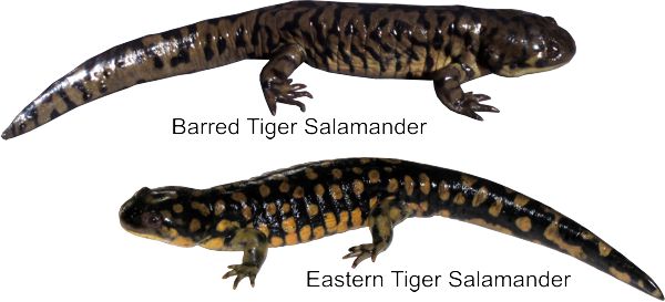 baby tiger salamander