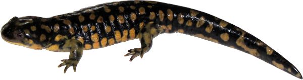 Eastern Tgiger Salamander