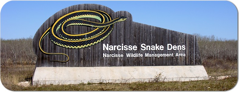 매니토바주의 나르시스 뱀굴(Narcisse Snake Dens)을 구경하려는 분들은 빅토리아 주말 연휴에 방문하세요.