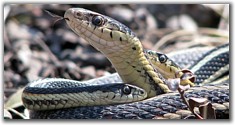 Small Snake