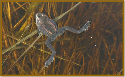 Wood Frog in Pond.