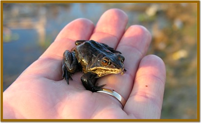 Wood Frog in hand.