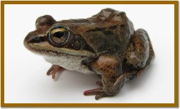 Wood Frog