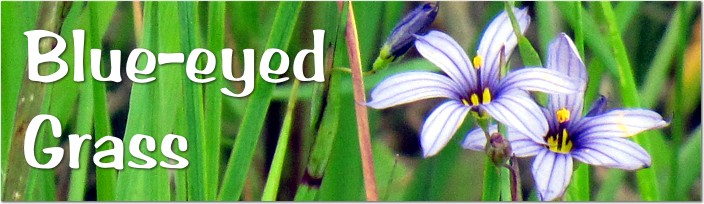 Blue-eyed Grass