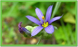 Blue-eyed Grass Thumbnail