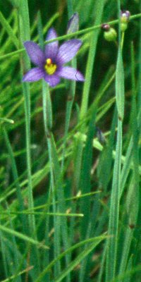 Blue-eyed grass