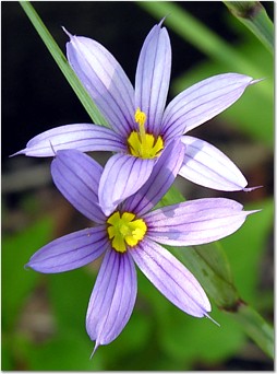 Blue-eyed Grass