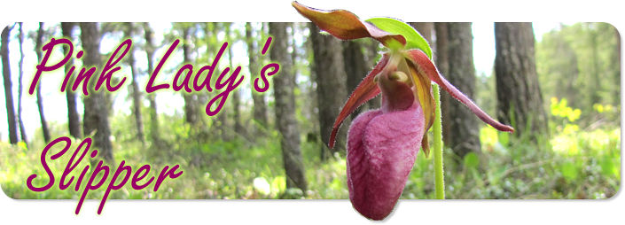 Pink Lady's Slipper