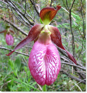 Pink Lady's Slipper