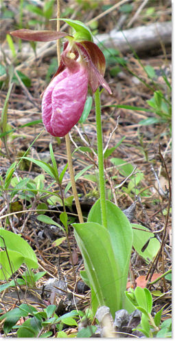 Pink Lady's Slipper