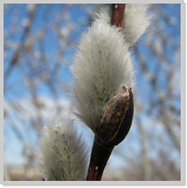 Pussy Willow