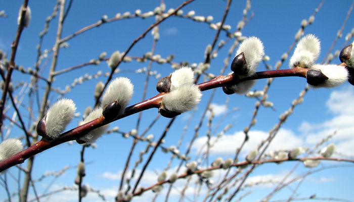 Image result for pussy willow