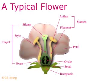 Flower Reproductive System on Ovary   The Carpel Is The Female Reproductive Organ In Plants