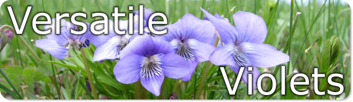 Versatile Violets