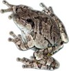 Gray Treefrog