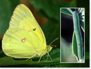 Sulphur and Caterpillar