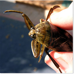 Giant Water Bug in hand.