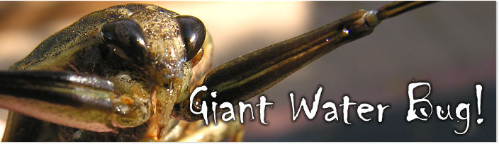 Giant Water Bug