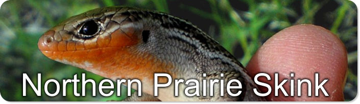 Northern Prairie Skink