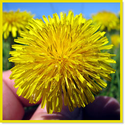 A beautiful Dandelion