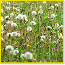 A beautiful Dandelion