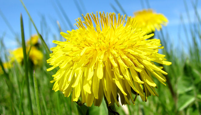 Dandelion Growth Chart