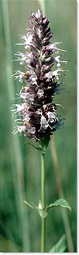 Giant Hyssop