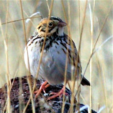 Baird's Sparrow