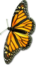 Monarch Butterfly