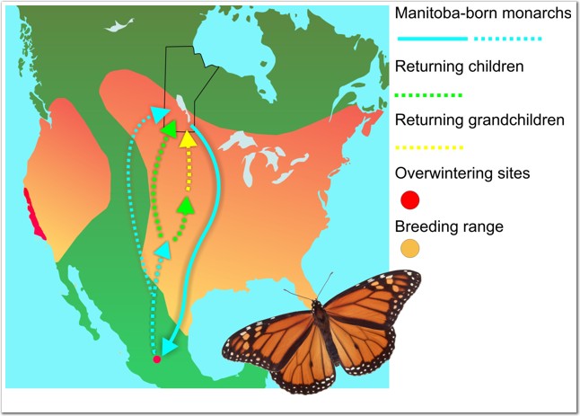 Monarch Butterfly Classification Chart