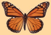 Monarch