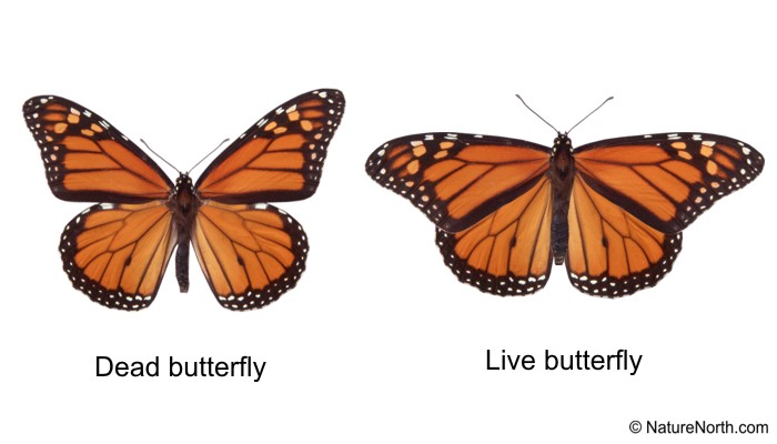 Monarch Butterfly Classification Chart