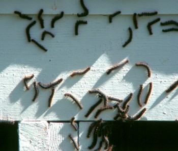 Caterpillars swarming the cottage.