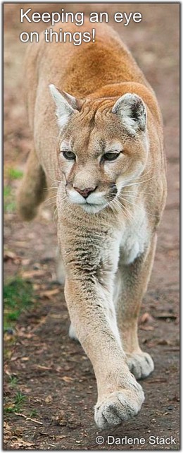 Cougar