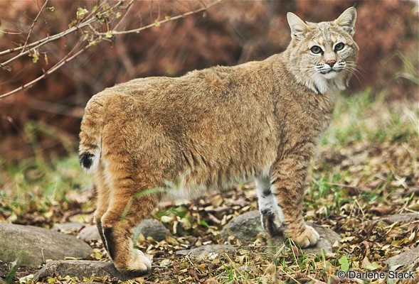 cougar wild cat