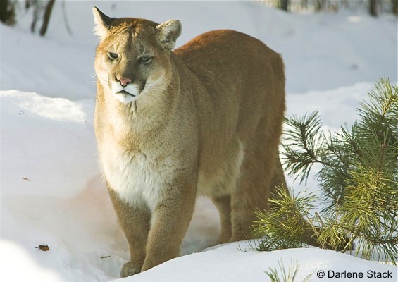 scientific name for a cougar