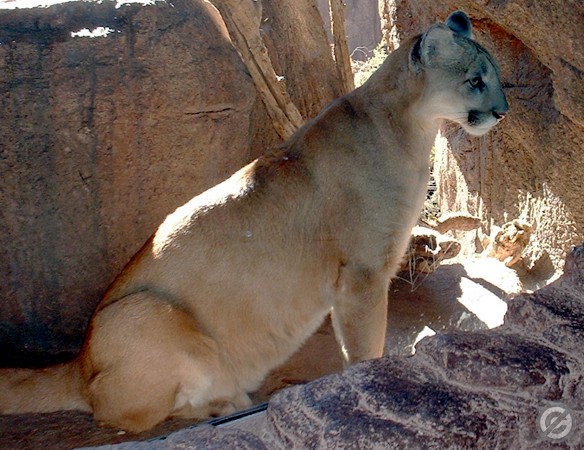 What is a cougar's life cycle?