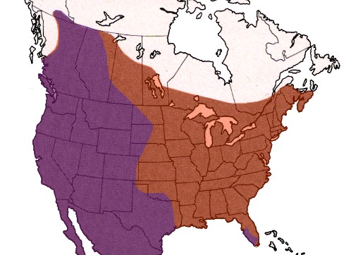 american cougar range