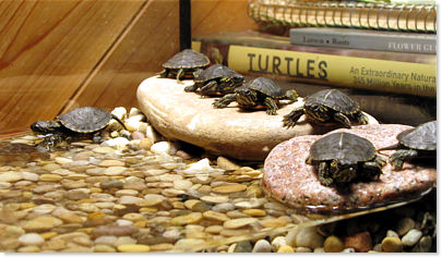 Turtles in aquarium