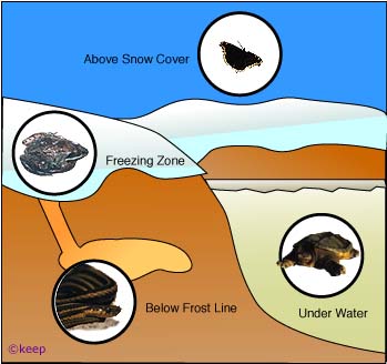 Frozen Diagram