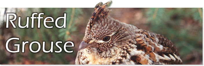 Ruffed Grouse