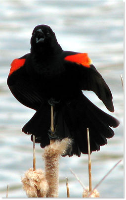 Red-winged Blackbird