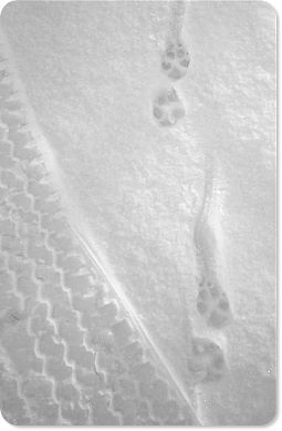 Tracks in snow
