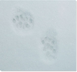 Cat tracks